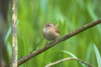 A wren (Troglodytes troglodytes) sitting on a branch, animal photo, bird, bird species, nature
