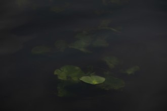 Nature photograph of a leaf of a water lily (Nymphaea) just below the water surface, nature photo,