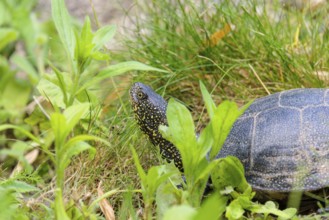 A European pond turtle (Emys orbicularis), makes its way through the green meadow next to the pond