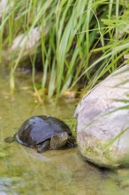 A European pond turtle (Emys orbicularis) rests in shallow water next a stone lying in the pond,