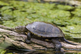 A European pond turtle (Emys orbicularis), rests on a log lying in a pond