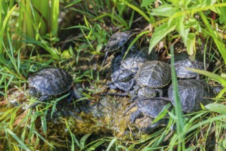 A group of young European pond turtles (Emys orbicularis) resting on the shore of a pond