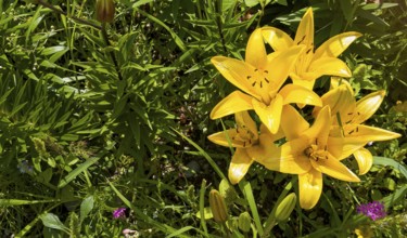 Yellow lily (Lilium cultorum)