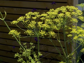 Dill, devil's dill, cucumber herb, dill fennel, dill weed (Anethum graveolens)