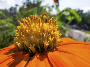 Tithonia rotundifolia, torchflower (Tithonia rotundifolia), detail, close-up