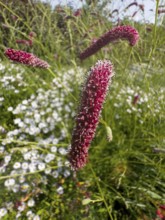 Great burnet (Sanguisorba officinalis)