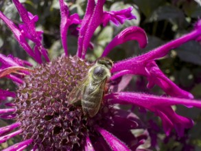 Honeybee (Apis) sitting on golden balm, Indian nettle, scarlet monard (Monarda didyma)