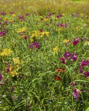 Yellow lily (Lilium cultorum) and purple lily (Lilium brownii var. viridulum)