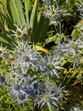 Pyrenean thistle, Mediterranean sea holly, thistle (Eryngium bourgatii)