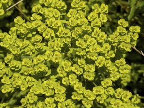 Cypress spurge, cypress-leaved spurge, warthog, milkweed, dullweed (Euphorbia cyparissias)