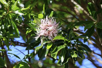 Calodendrum capense, Cape chestnut, Calodendrum tree, flower, flowering, Kirstenbosch Botanical