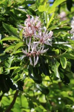 Calodendrum capense, Cape chestnut, Calodendrum tree, flower, flowering, Kirstenbosch Botanical