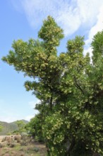Dodonaea thunbergiana, tree, flowering, plant, Karoo Desert Botanic Garden, Worcester, Western