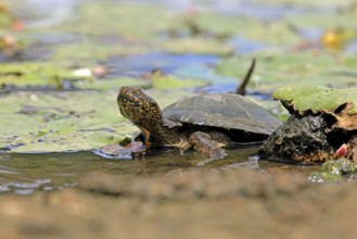 Pan Hinged Terrapin (Pelusios subniger), adult, in water, Kruger, Kruger National Park, South
