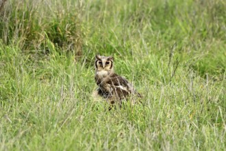 Blassuhu (Ketupa lactea), milk eagle owl, adult, alert, on the ground, foraging, Kruger, Kruger