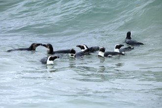 African penguin (Spheniscus demersus), group, swimming, in the water, foraging, Boulders Beach,
