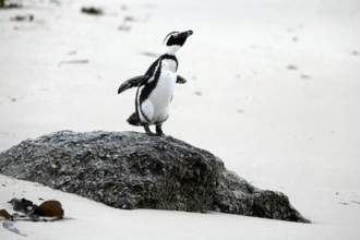 African penguin (Spheniscus demersus), adult, rocks, beach, spreading wings, Boulders Beach,