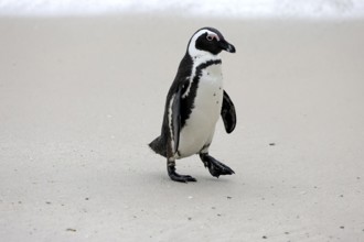 African penguin (Spheniscus demersus), adult, beach, running, Boulders Beach, Simonstown, Western