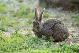 Bush hare (Lepus saxatilis), adult, foraging, alert, Montain Zebra National Park, Eastern Cape,