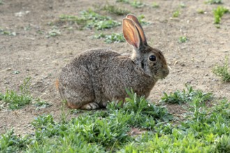 Bush hare (Lepus saxatilis), adult, feeding, foraging, alert, Montain Zebra National Park, Eastern