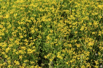 Cineraria saxifraga, flower, flowering, Kirstenbosch Botanical Gardens, Cape Town, South Africa