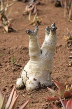 Cyphostemma juttae, plant, succulent, Karoo Desert Botanic Garden, Worcester, Western Cape, South