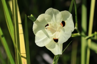 Yellow peacock flower (Dietes bicolor), flower, in bloom, Kirstenbosch Botanical Gardens, Cape