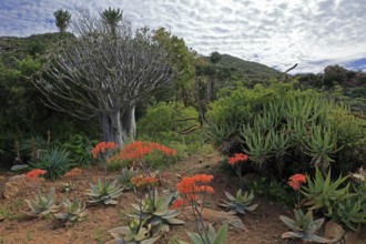 Aloes, various, flower, flowering, Karoo Desert Botanic Garden, Worcester, Western Cape, South