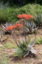 Aloe striata, coral aloe, flower, flowering, Karoo Desert Botanic Garden, Worcester, Western Cape,