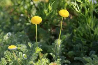 Anacyclus valentinus, flower, flowering, Kirstenbosch Botanical Gardens, Cape Town, South Africa