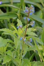 Anchusa capensis, Cape ox tongue, flower, flowering, Kirstenbosch Botanical Gardens, Cape Town,