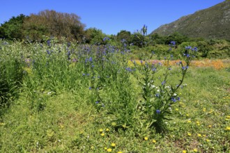 Anchusa capensis, Cape ox tongue, flower, flowering, Kirstenbosch Botanical Gardens, Cape Town,