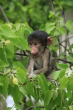 Bear baboon, chacma baboon (Papio ursinus), young, baby, sitting on tree, fragile, Kruger, Kruger