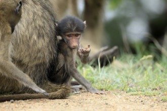 Bear baboon, Tschakma baboon (Papio ursinus), young, baby, on the ground, sitting, fragile, Kruger,