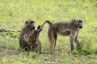 Bear baboon, Tschakma baboon (Papio ursinus), adult, two baboons, sitting on the ground, grooming,