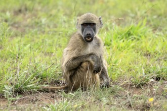 Bear baboon, Chakma baboon (Papio ursinus), adult, on ground, sitting, alert, Kruger, Kruger
