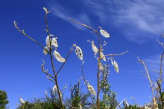 Balloon pea (Lessertia frutescens), Karoo Botanic Garden, Worcester, Western Cape, South Africa