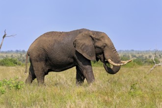 African elephant (Loxodonta africana), adult, foraging, feeding, Kruger, Kruger National Park,