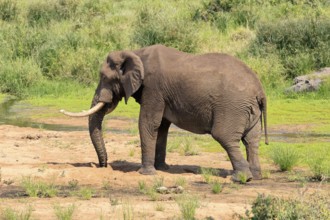 African elephant (Loxodonta africana), adult, digging, drinking, searching for water, Kruger,