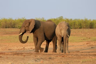 African elephant (Loxodonta africana), adult, two, drinking, waterhole, Kruger, Kruger National