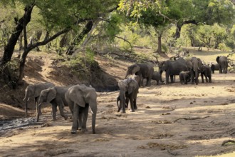 African elephant (Loxodonta africana), adult, juvenile, herd, group, family, dry riverbed, water
