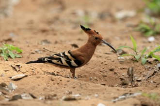 African hoopoe (Upupa africana), adult, alert, on the ground, foraging, Kruger, Kruger National