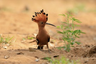 African hoopoe (Upupa africana), adult, alert, bonnet up, on ground, foraging, Kruger, Kruger