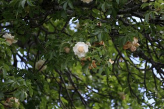 African baobab (Adansonia digitata), African baobab, flowers, flowering, foliage, Kruger, Kruger
