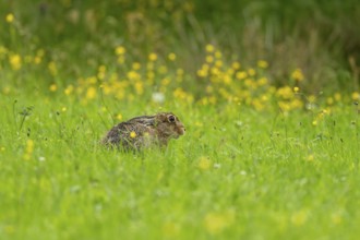 European hare (Lepus europaeus), Vulkaneifel, Rhineland-Palatinate, Germany