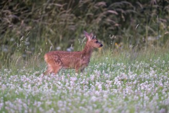 Roe deer (Capreolus capreolus), young fawn, Vulkaneifel, Rhineland-Palatinate, Germany