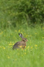 European hare (Lepus europaeus), Vulkaneifel, Rhineland-Palatinate, Germany