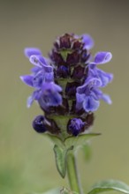 Brown allium (Prunella vulgaris), Emsland, Lower Saxony, Germany