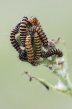 Caterpillars of the Jacob's wort blood bear (Tyria jacobaeae), Emsland, Lower Saxony, Germany