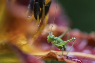 Speckled bush-cricket (Leptophyes punctatissima) on daylily flower (Hemerocallis), Emsland, Lower